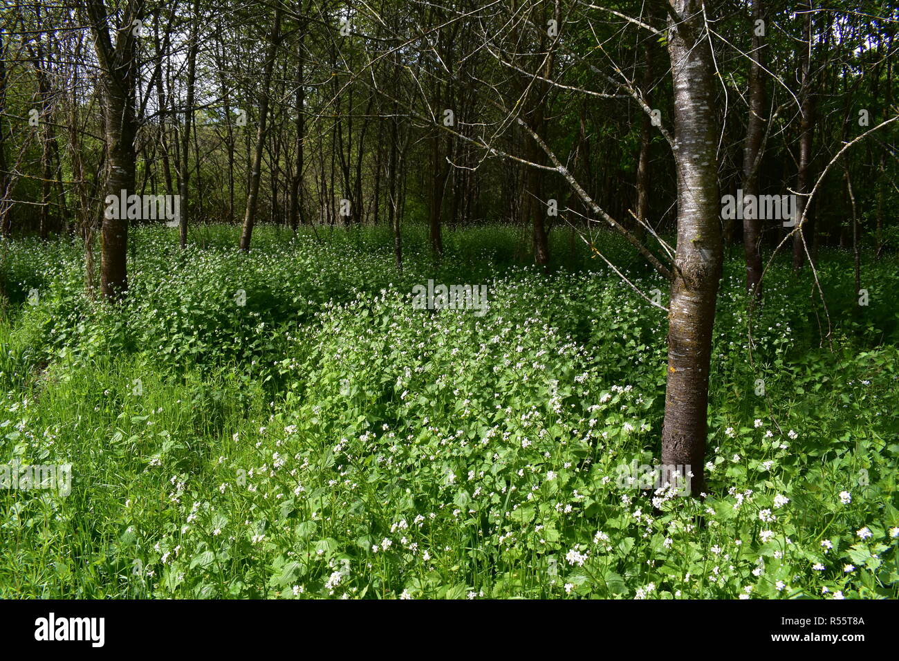 Stockfoto