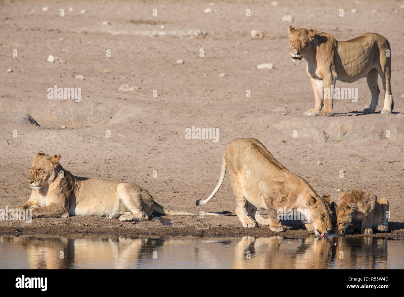 Lion stolz das Trinken aus einem Wasserloch Stockfoto