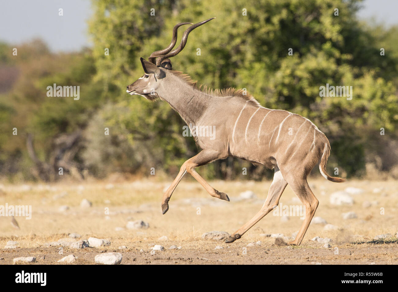 Männliche Kudu mit Big Horn in der offenen Landschaft Stockfoto