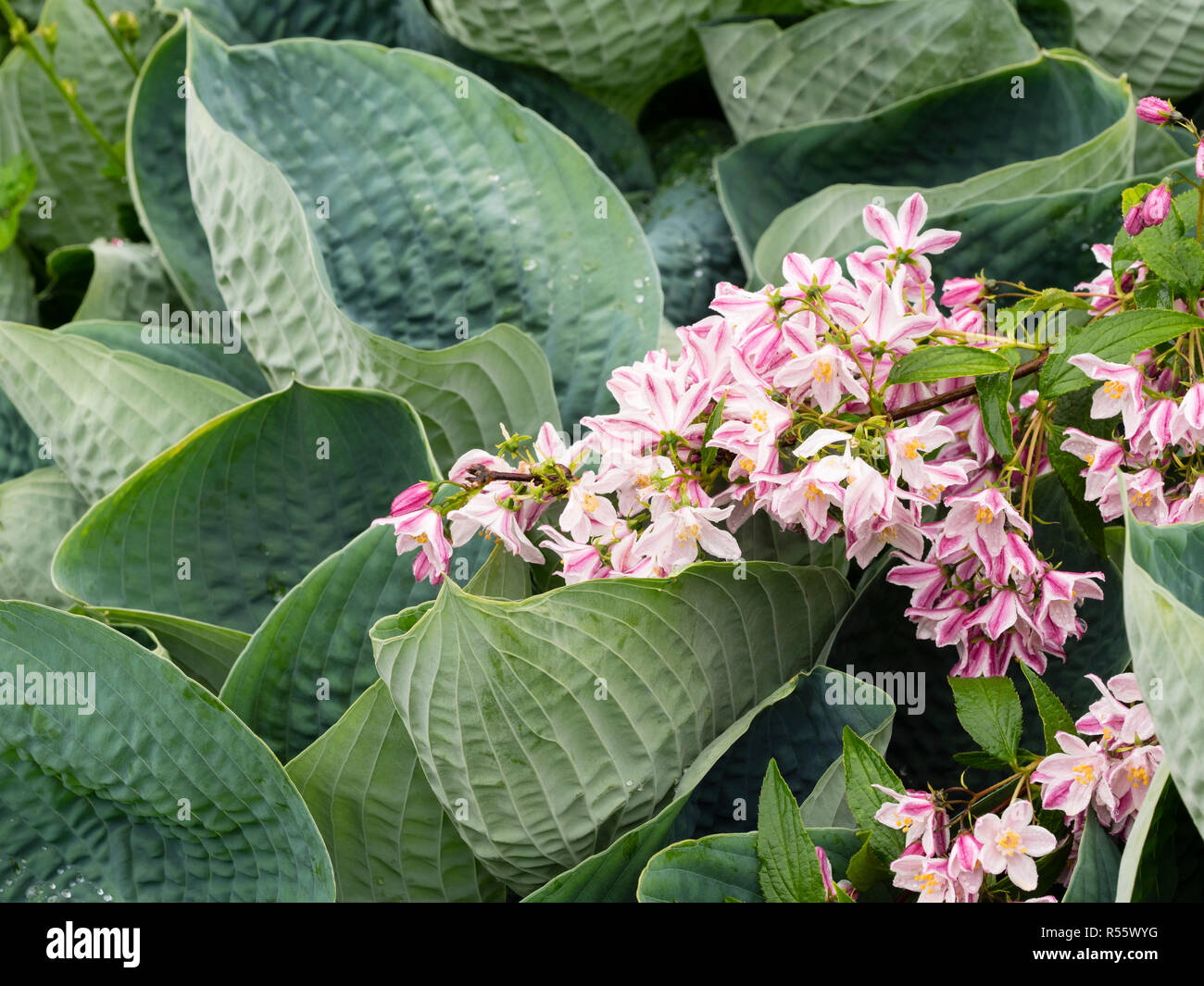 Große Blaue graue Blätter der Hosta 'Abiqua trinken Kürbis 'Kontrast mit dem rosa und weißen Blüten von Deutzia 'Iris Alford' im Frühsommer Anzeige Stockfoto