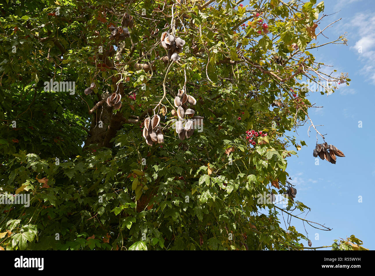 Zweig der Brachychiton acerifolius Baum mit Früchten und Blumen Stockfoto