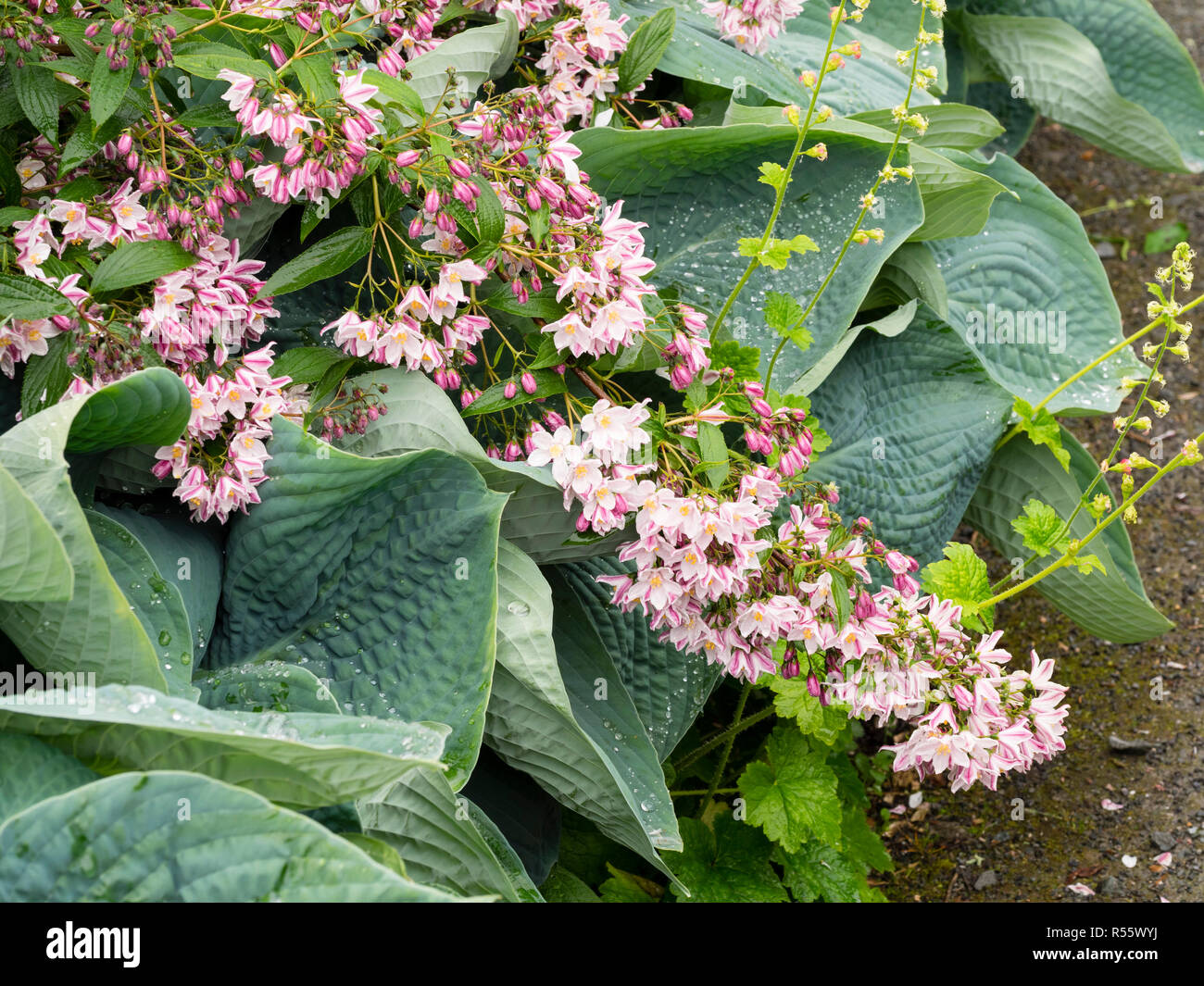 Große Blaue graue Blätter der Hosta 'Abiqua trinken Kürbis 'Kontrast mit dem rosa und weißen Blüten von Deutzia 'Iris Alford' im Frühsommer Anzeige Stockfoto