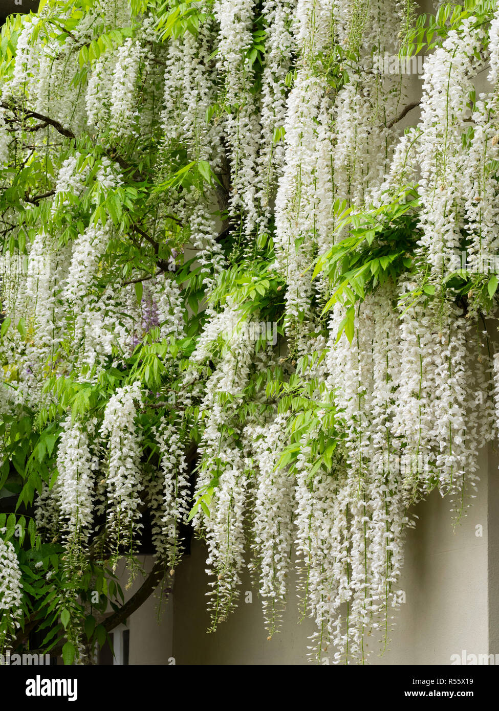 Hängende weiße Blütenstände der Hardy, holzige Kletterer, Wisteria floribunda 'Alba' Stockfoto