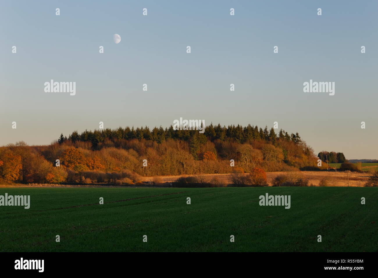Blick auf einen Wald mit der Mond in warmen, herbstlichen Sonnenlicht aus einem Reitweg in der Nähe von Oakley Hampshire gebadet Stockfoto