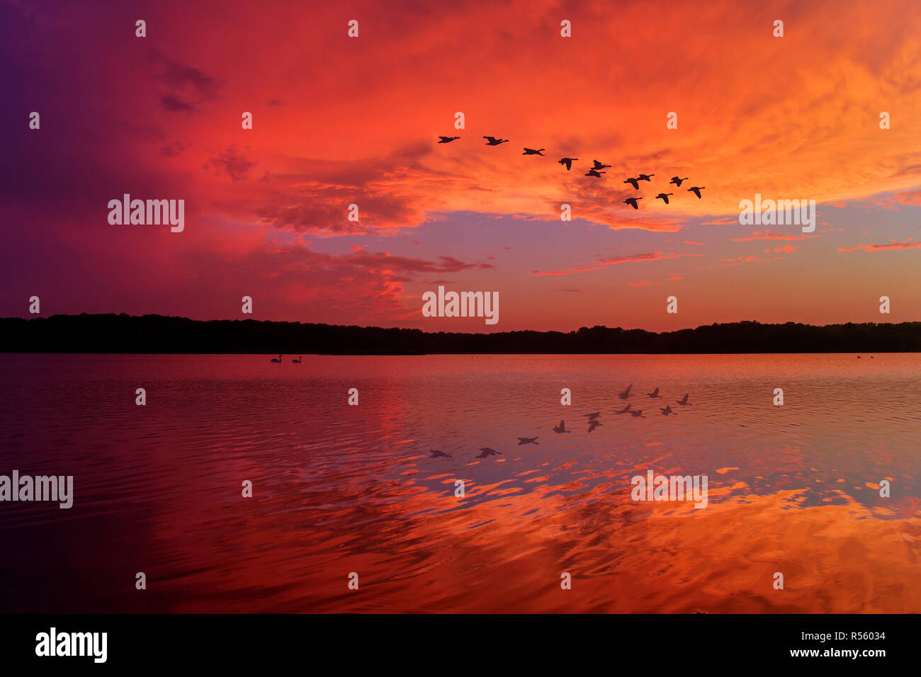 Einen atemberaubenden Sonnenuntergang Himmel spiegelt sich auf entspannende See mit Canadian Geese flying Overhead Stockfoto