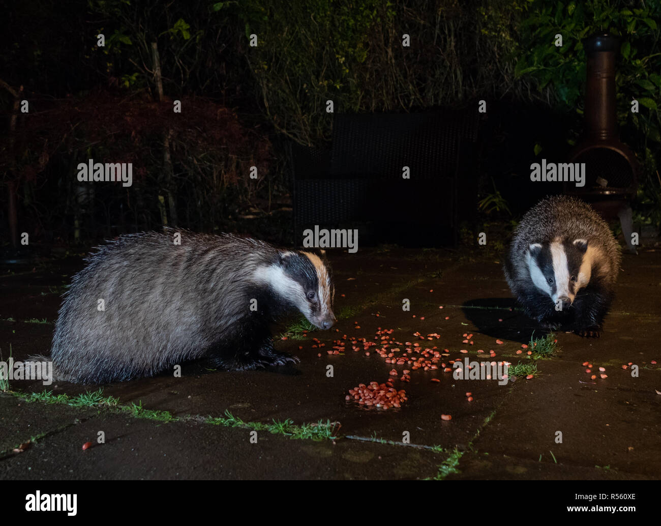 Dachse (Meles meles), die im substädtischen Garten in Ceshire, England, fressen Stockfoto