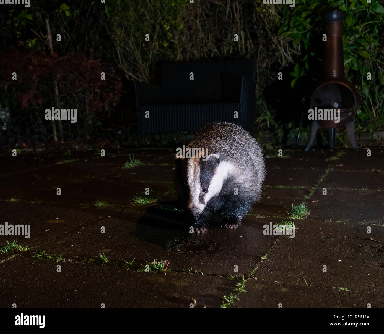 Dachse (Meles meles), die im substädtischen Garten in Ceshire, England, fressen Stockfoto Dachse (Meles meles), die im substädtischen Garten in Ceshire, England, fressen Stockfoto