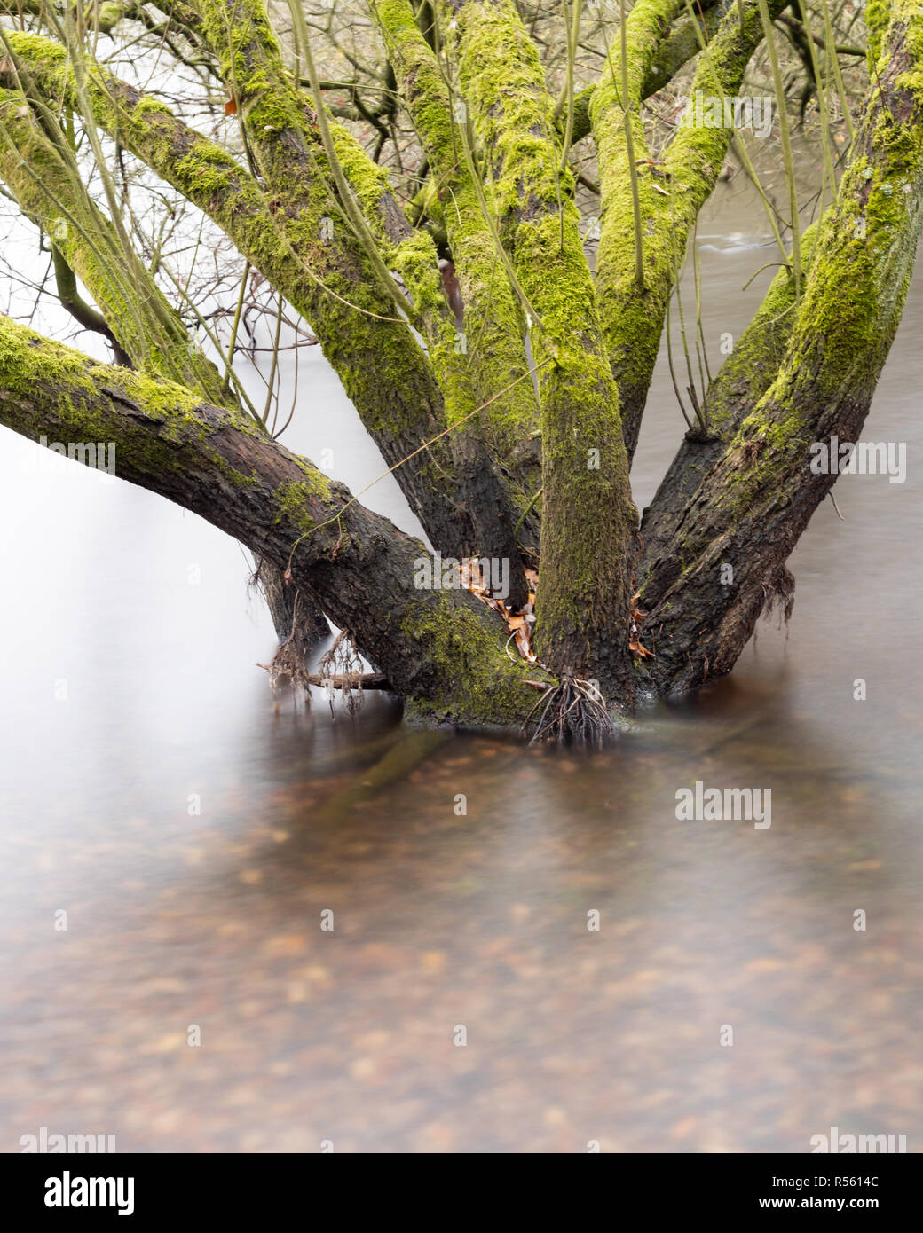 Nasse Wälder - mit ND-Filter das Wasser um die Basis dieser überflutete Bäume zu verwischen Stockfoto