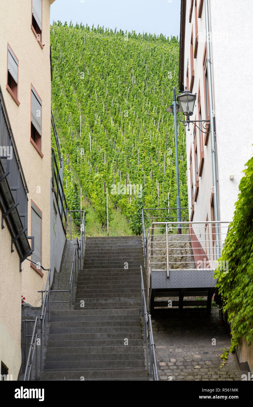 Bernkastel, Deutschland. Weinberge auf steilen Hängen an den Rand der Stadt kommen. Stockfoto
