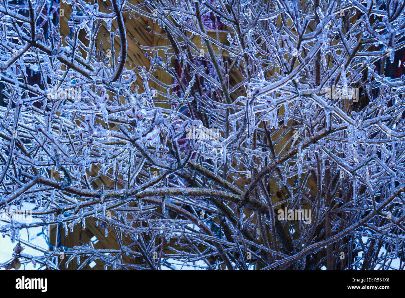 Ein kälteeinbruch nach Regen Ergebnisse in icycles und Eisanhäufung auf einem im Busch. Ontario, Kanada Stockfoto