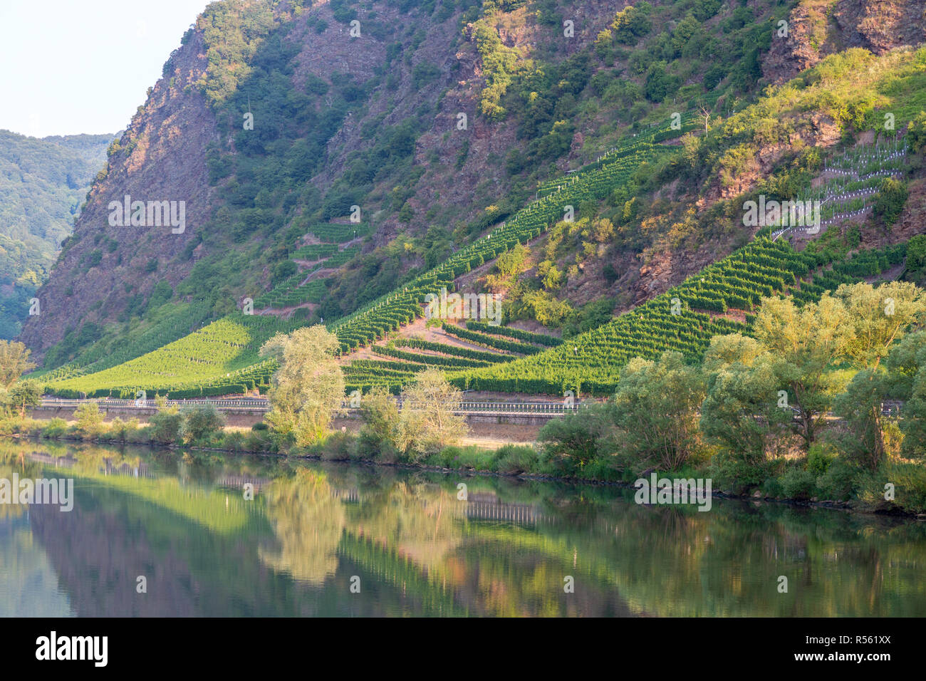 Deutschland. Weinberge steigen auf steilen, felsigen Hängen entlang der Mosel in der Nähe von Cochem, am frühen Morgen. Stockfoto