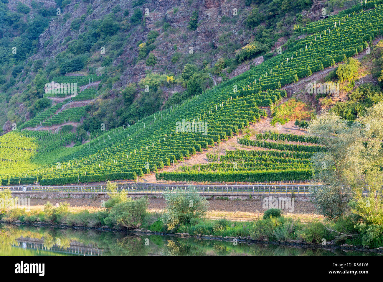 Deutschland. Weinberge steigen auf steilen, felsigen Hängen entlang der Mosel in der Nähe von Cochem, am frühen Morgen. Stockfoto