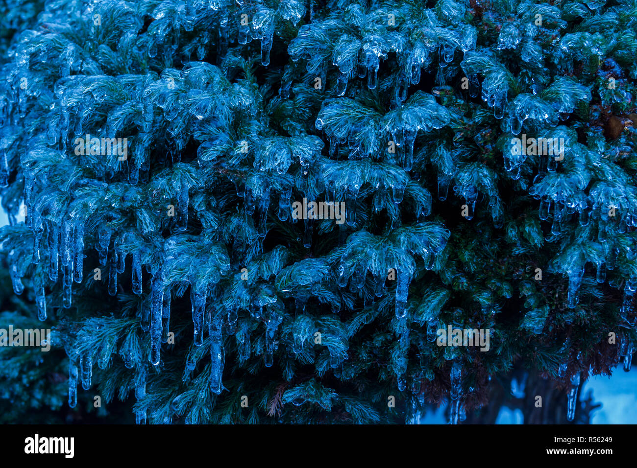 Evergreen Bush nach dem Einfrieren regen im Winter, Ontario, Kanada Stockfoto