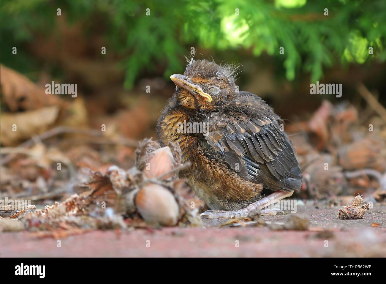 Jungen Babyvogel sittin am Boden Stockfoto