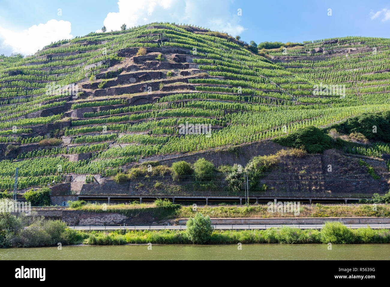 Deutschland. Terrassierten Weinberge entlang der Mosel in der Nähe von Koblenz. Stockfoto