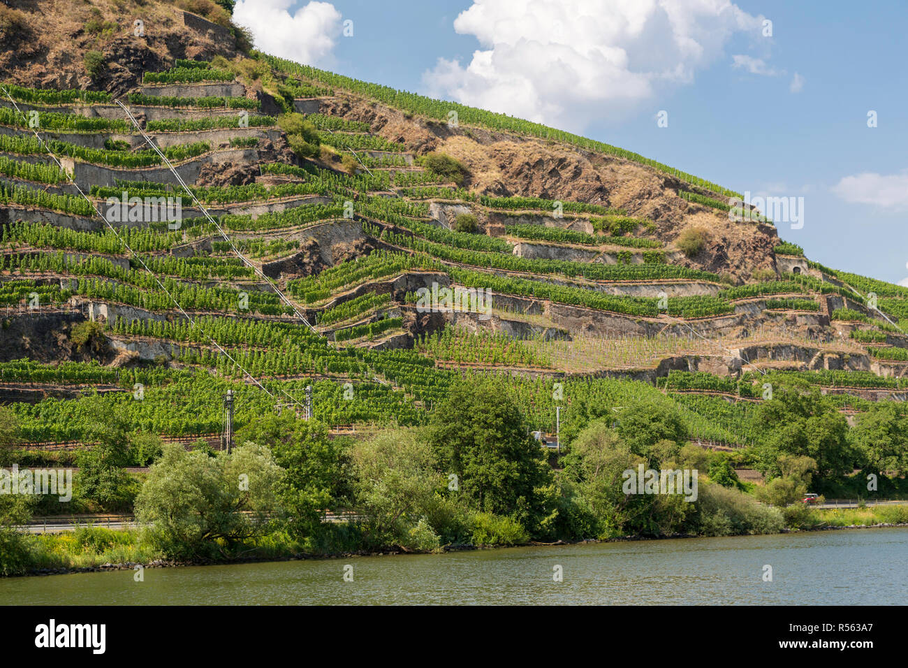 Deutschland. Terrassierten Weinberge entlang der Mosel in der Nähe von Koblenz. Stockfoto