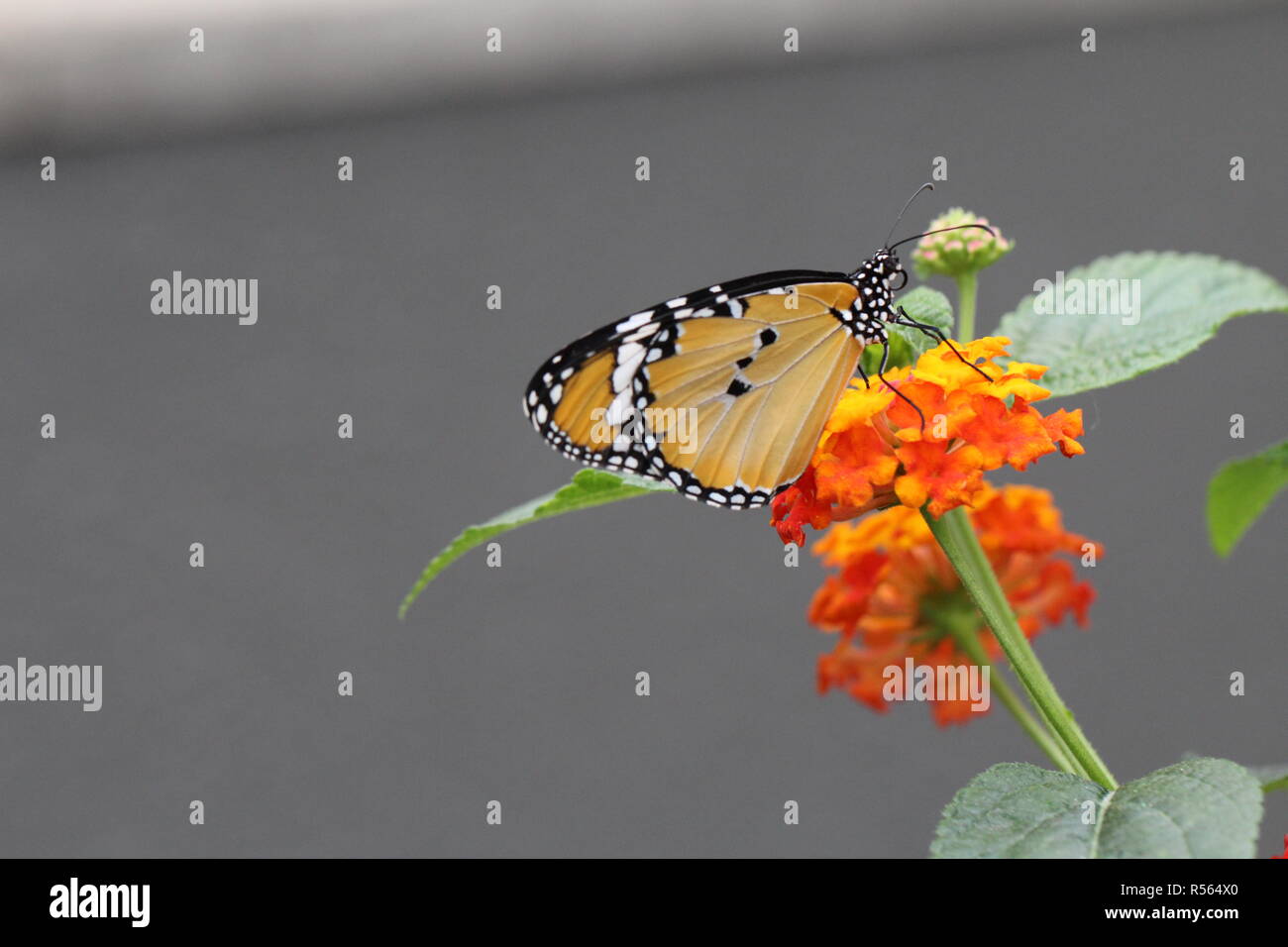 Papillon Monarque sur Fleur orange Stockfoto