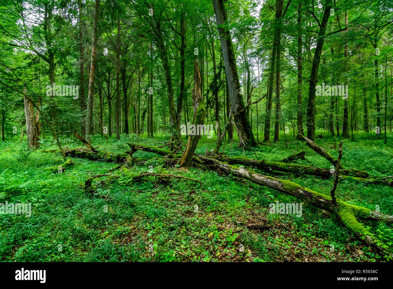 Umgestürzte Bäume in der streng geschützte Reserve von Bialowieza Nationalpark, Polen. Juli, 2017. Stockfoto