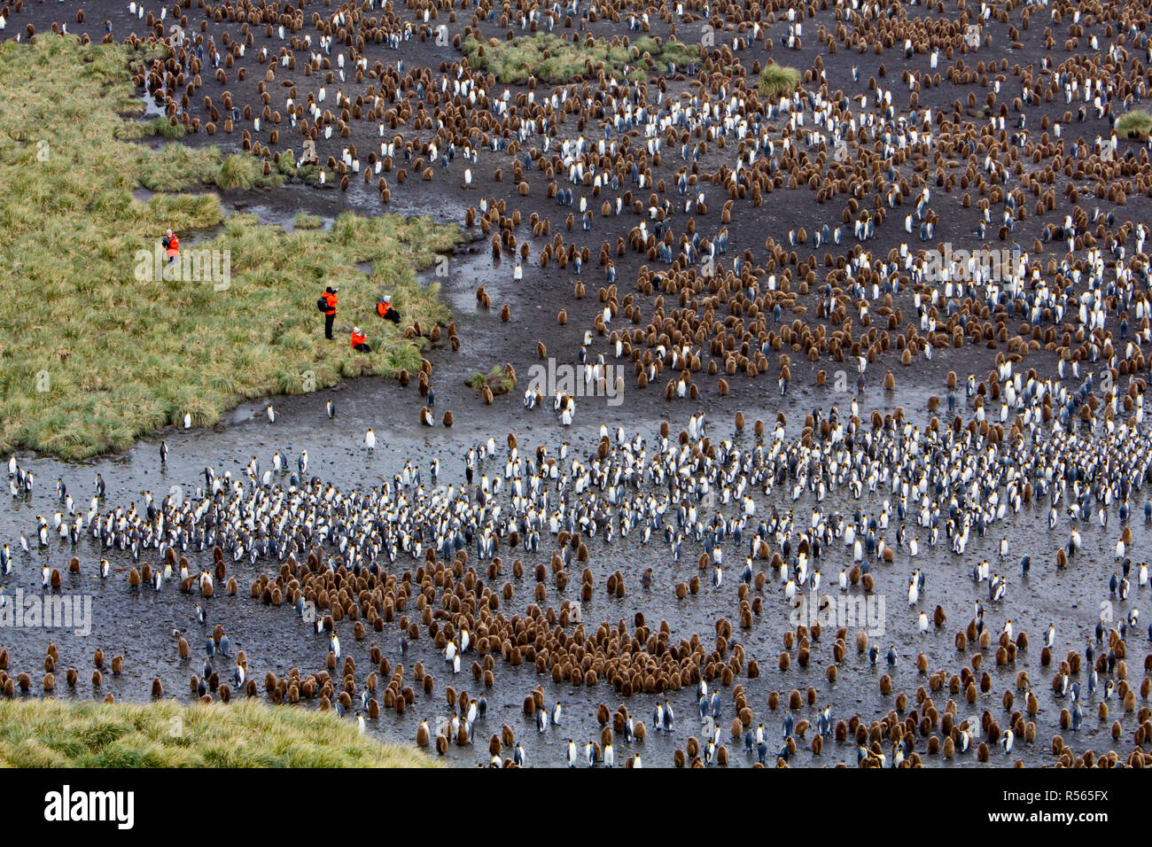 Eine massive König Pinguin Kolonie an der Salisbury Plain, South Georgia Island im Südlichen Ozean in der Nähe der Antarktis Stockfoto
