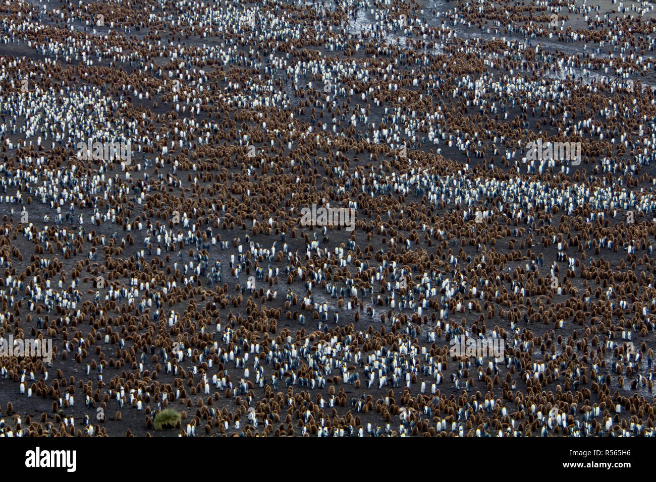 Eine massive König Pinguin Kolonie an der Salisbury Plain, South Georgia Island im Südlichen Ozean in der Nähe der Antarktis Stockfoto