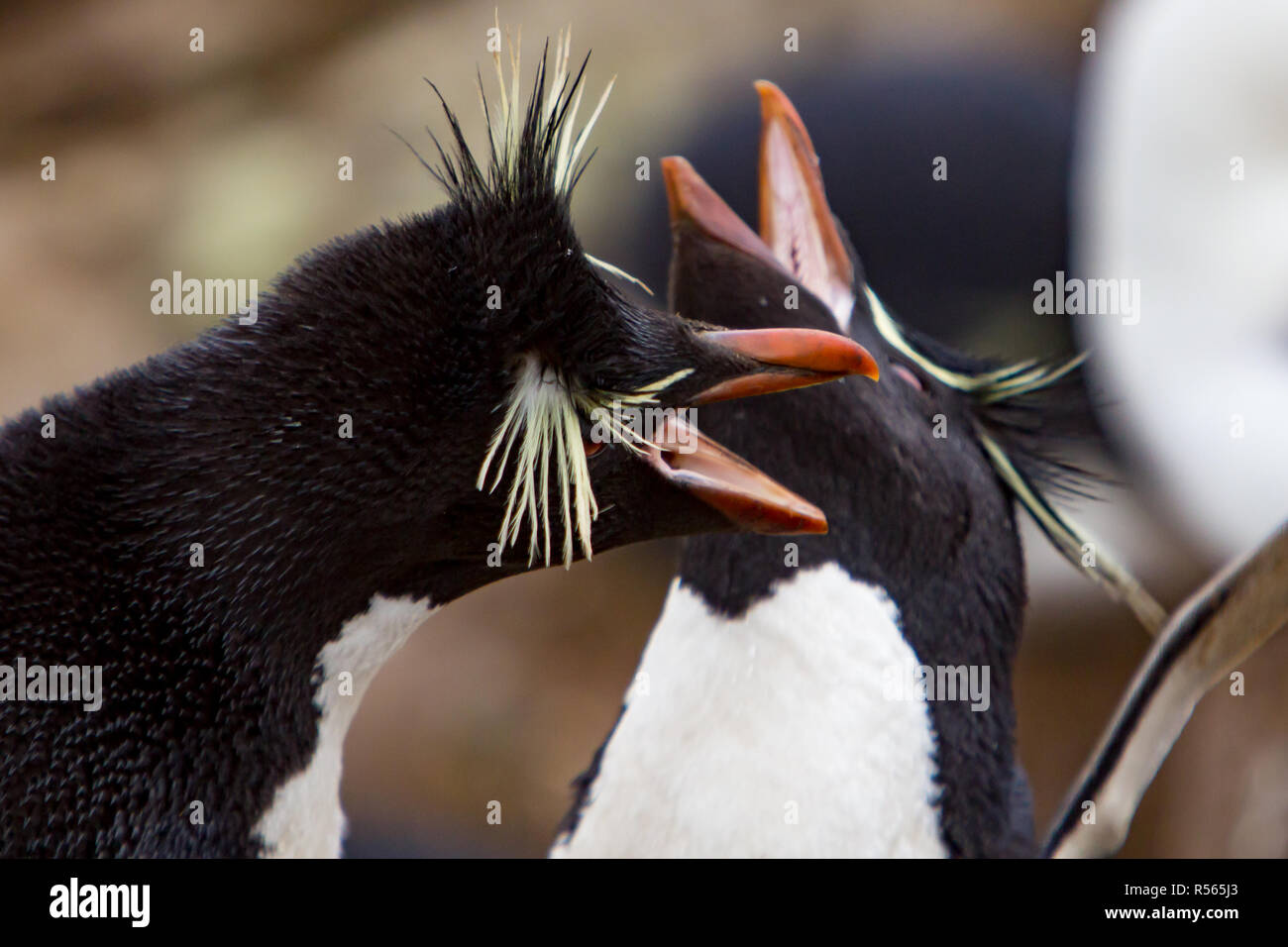 Südliche Rockhopper Pinguine zeigen ihre besonderen Federn in einer Kolonie in Westpoint Insel auf den Falklandinseln Stockfoto