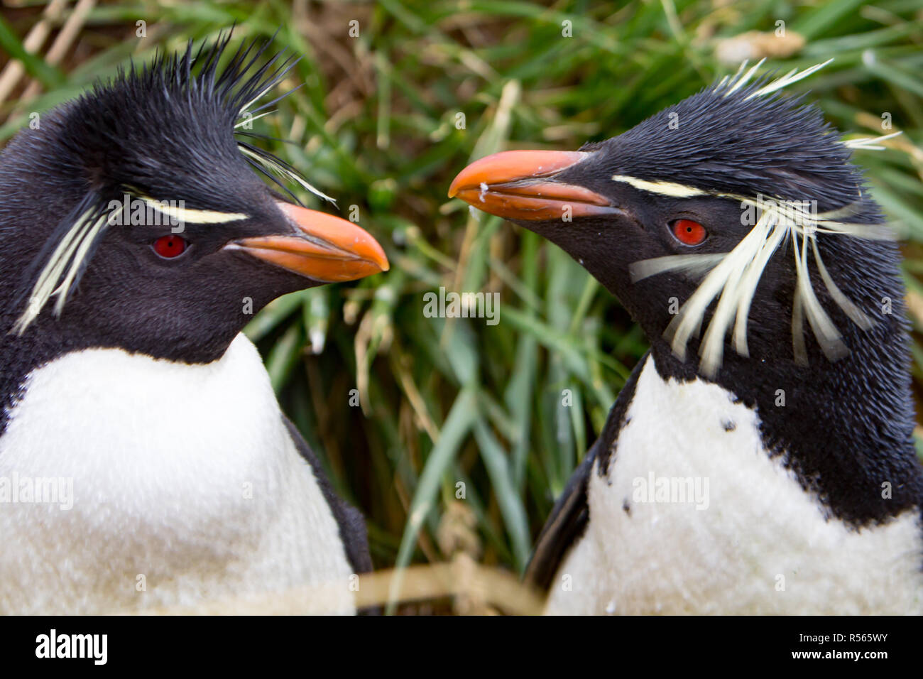 Südliche Rockhopper Pinguine zeigen ihre besonderen Federn in einer Kolonie in Westpoint Insel auf den Falklandinseln Stockfoto