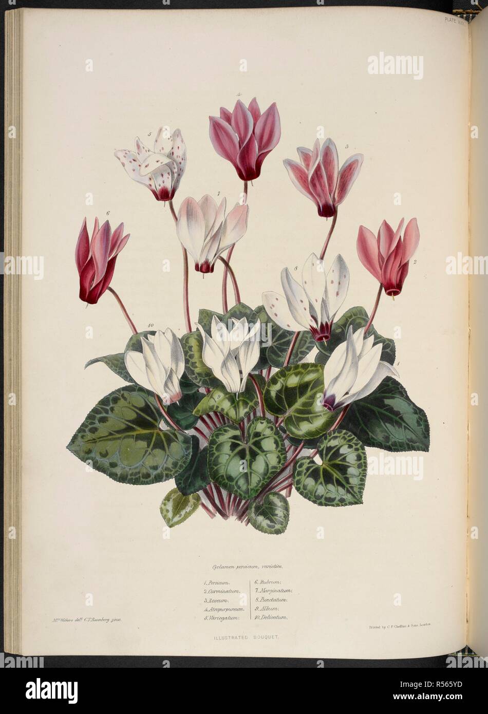 Cyclamen persicum. Cyclamen persicum, Sorten. 1. Persicum; 2. Carminatum; 3. Roseum; 4. Atropurpureum; 5. Variegatum; 6. Rubrum; 7. Marginatum; 8. Punctatum; 9. Album; 10. Delicatum. Die Illustrierte Bouquet, bestehend aus Zahlen, mit Beschreibungen von neuen Blumen. London, 1857-64. Quelle: 1823. C.13 Platte 30. Autor: Henderson, Edward George. Widerrist, Mrs. Stockfoto