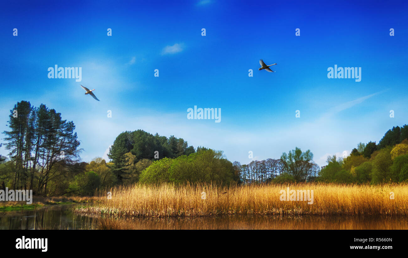 Schwäne über Morton Lochs Stockfoto