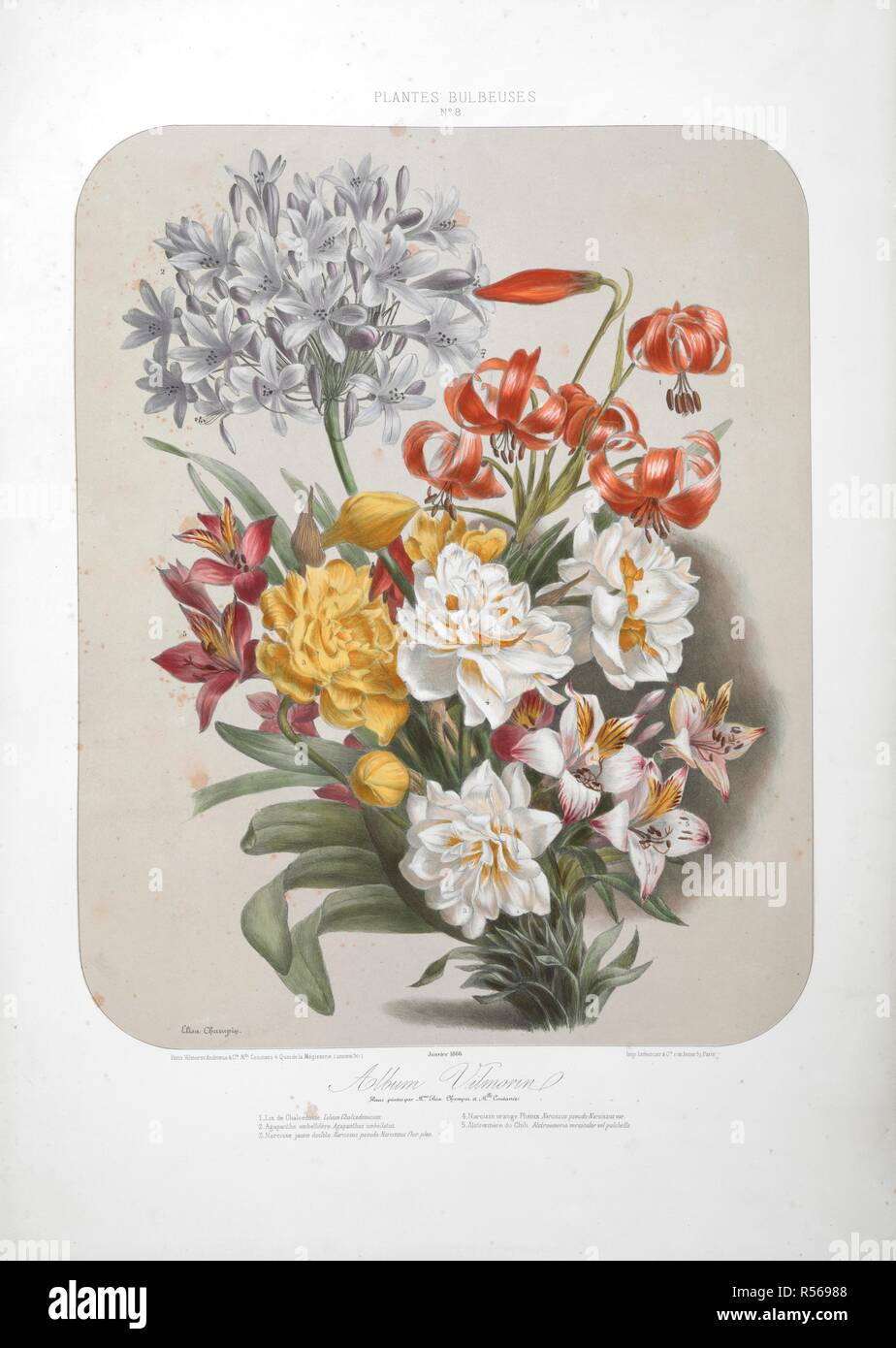 Ein Blumenstrauß. Album Vilmorin. [68 farbige Platten von Gemüse und Blumen, gedruckt von E.Champin und Mlle. Coutance.]. Paris, [1850]. Quelle: N. Tab. 2004/11 (2) Platte 8. Autor: CHAMPIN, ELISA.de Vilmorin, Pierre LÃ©vÃªque. Stockfoto