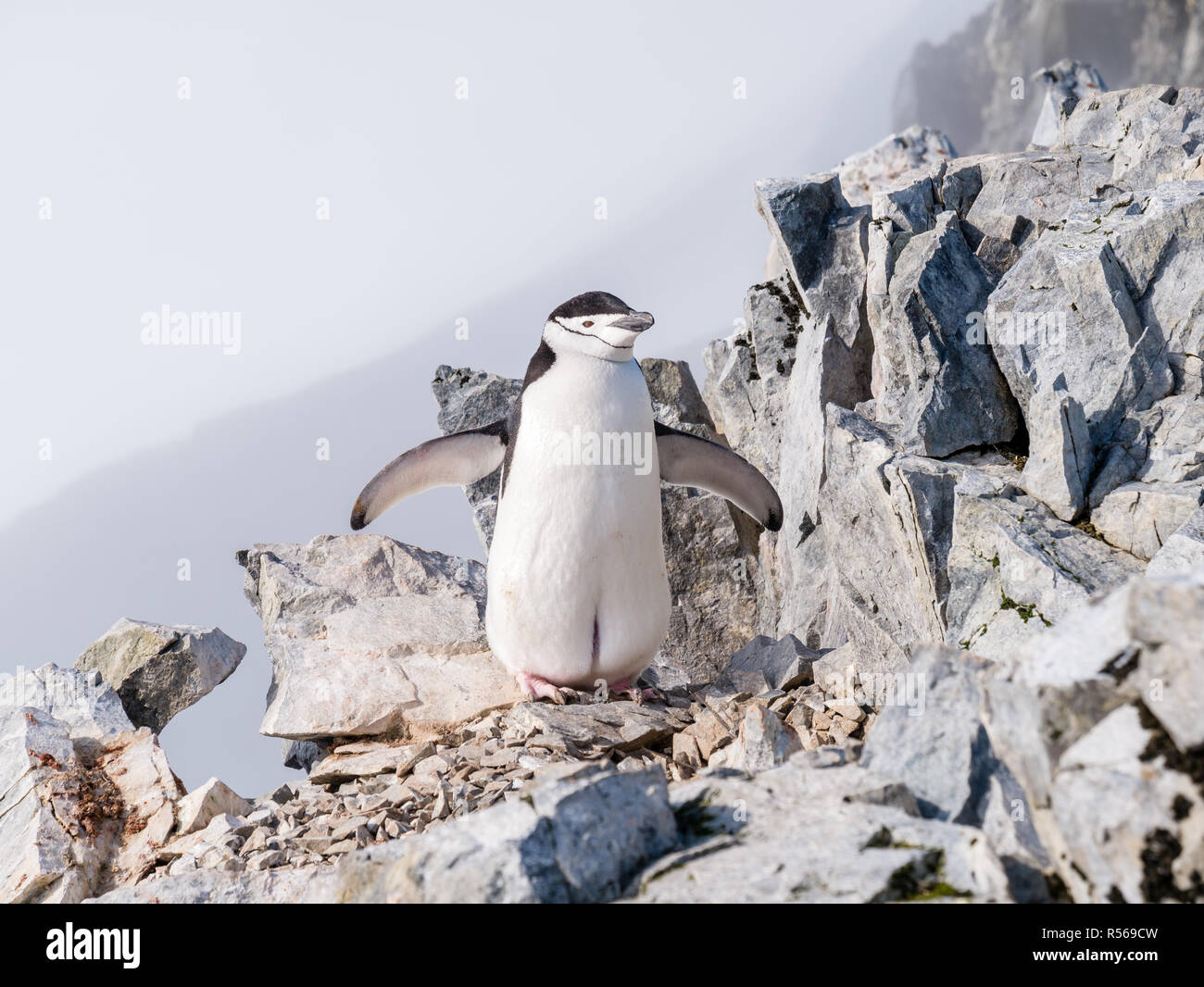 Zügelpinguin, Pygoscelis antarcticus, auf den Felsen des Zapfens Peak Mountain Top, Arctowski Halbinsel, Antarktische Halbinsel, Antarktis Stockfoto