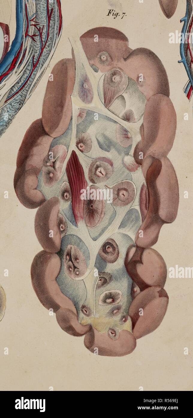 Anatomische Zeichnung. Anatomische Drucke der menschliche Körper mit natürlichen Dimensionen. Planches anatomiques du corps humain executeÌes d'apreÌ € € ™ s les Abmessungen naturelles. Paris Frankreich 1826. Francesco ANTOMMARCHI, c. Planches anatomiques du corps humain executeÌes d'apreÌ € € ™ s les Abmessungen naturelles, accompagneÌes d'€™ un-Texte explicatif... PublieÌes par le Cte de Lasteyrie. (Explikation des Planches anatomiques, etc.). Quelle: 1899.h.24 Tab.47 Abb. 7. Sprache: Französisch. Stockfoto