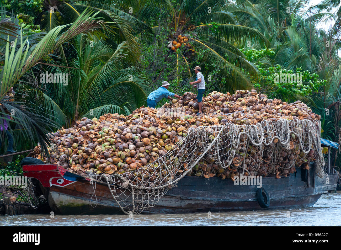 Zwei männliche Arbeiter Last einer traditionellen Holzboot mit Kokosnüssen neben den von Bäumen gesäumten Bank auf der Cai Rang Fluss, Can Tho Provinz, South Vietnam Stockfoto