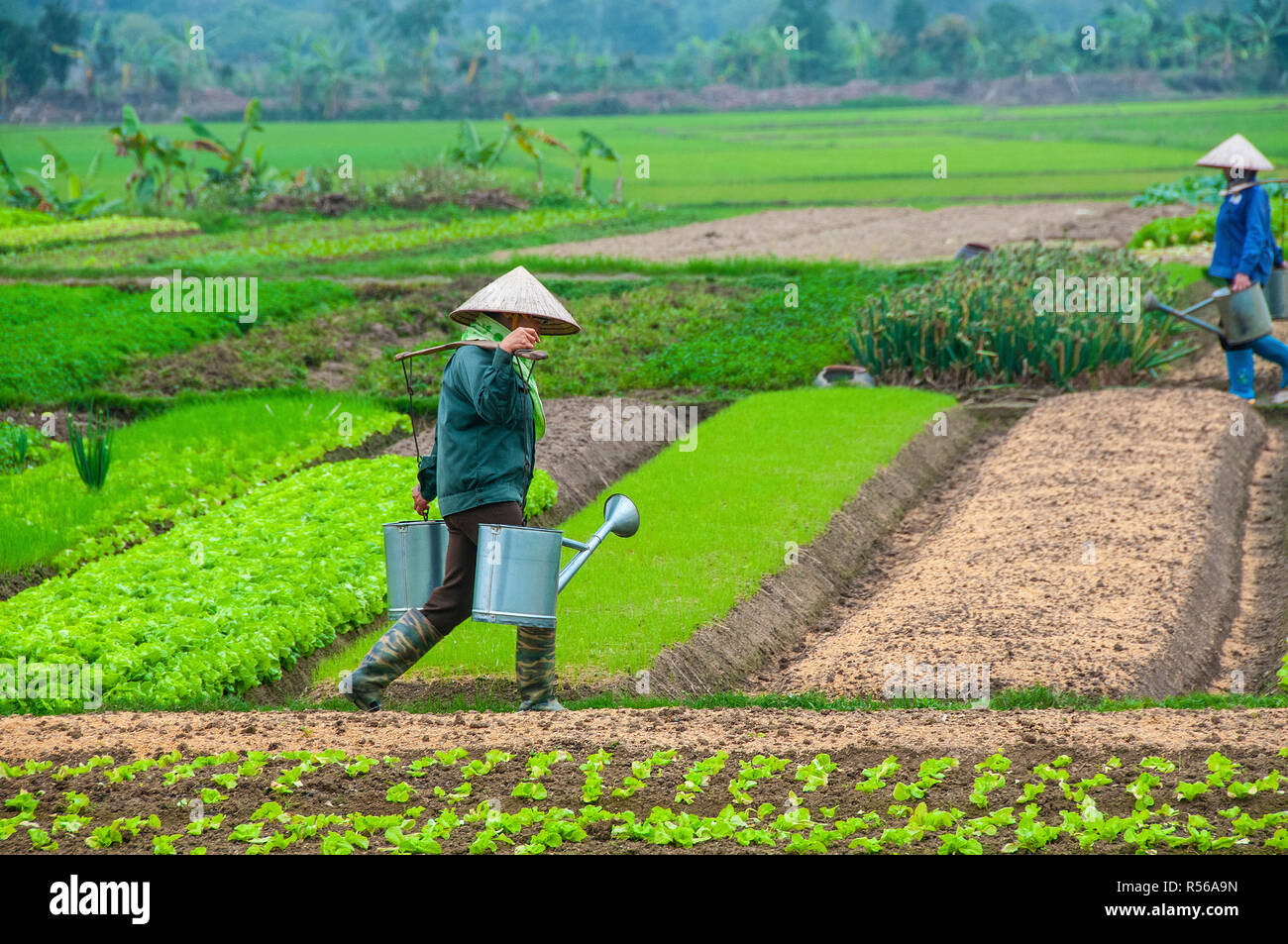 Eine weibliche landwirtschaftlicher Arbeitnehmer trägt Giesskannen auf einer Gabel ihr Gemüse zu Wasser, vor allem Salat, im Küstengebiet von Nord Vietnam Stockfoto
