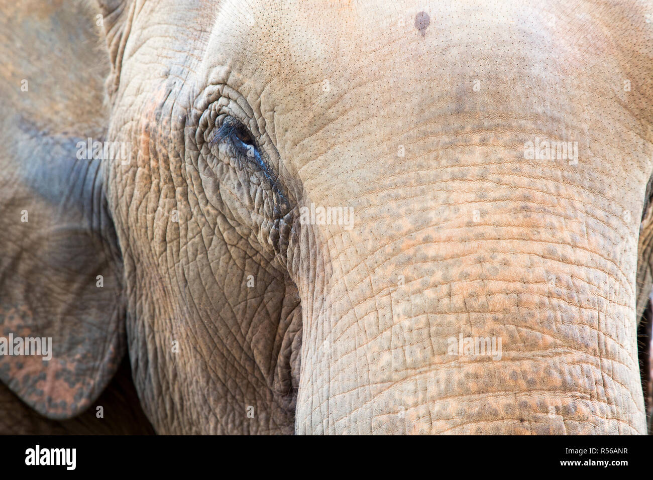 Elefant Augen Nahaufnahme Stockfotografie Alamy
