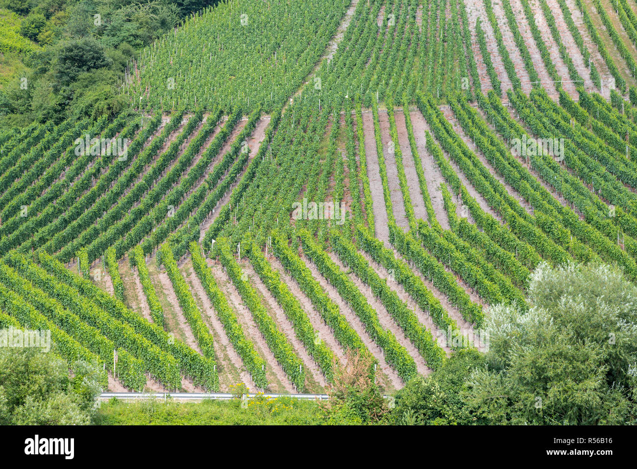 Deutschland. Weinberge an steilen Hängen entlang der Mosel zwischen Trier und Riol. Stockfoto