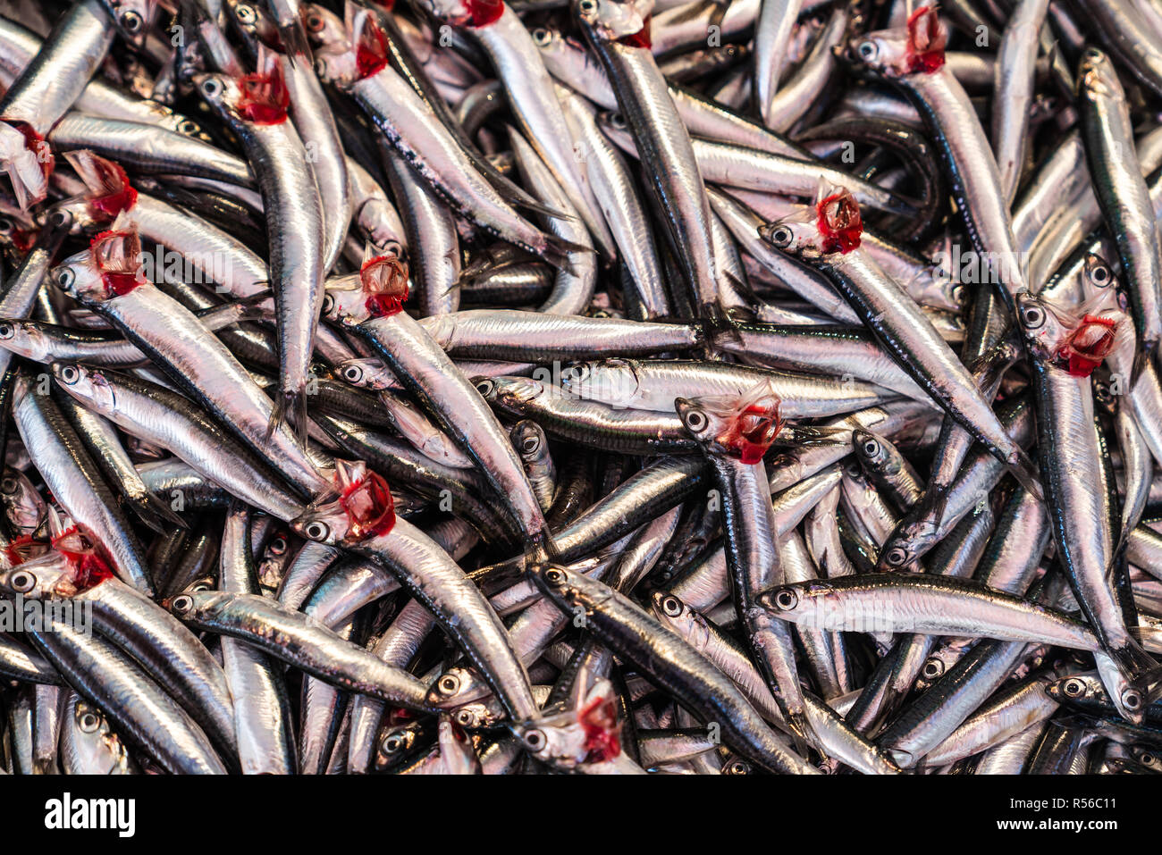Europäische Sardelle (hamsi in Türkisch), Fischarten aus dem Schwarzen Meer, ENGRAULIS ENCRASICOLUS Stockfoto