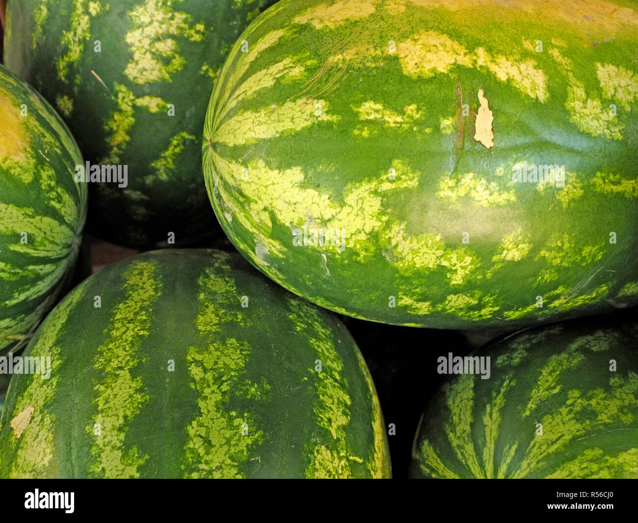Bunt grün Felle von Wassermelone (Citrullus lanatus) zum Verkauf auf dem Display in der Toskana, Italien Stockfoto