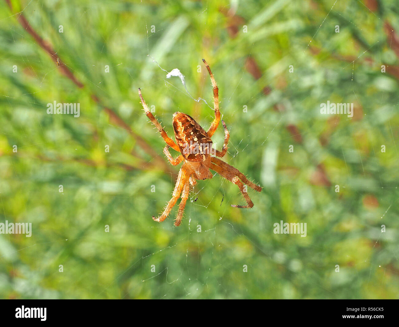 Gemeinsame Kreuzspinne, aka Cross spider oder Diadem Spinne (Araneus diadematus) auf seiner Website in einer Wiese in der Toskana, Italien Stockfoto