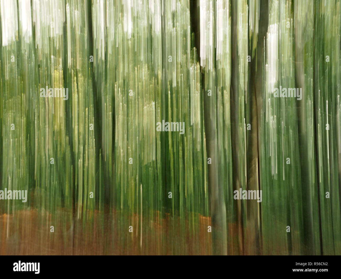 Impressionistische Wiedergabe der Wald in der Toskana, Italien, mit vertikalen Pan während der Exposition Stockfoto