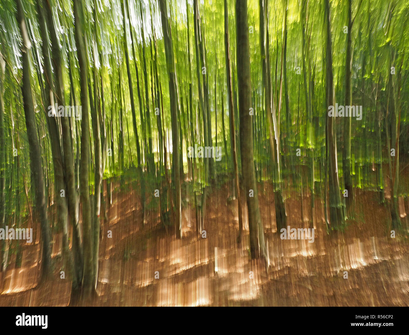 Impressionistische Wiedergabe der Wald in der Toskana, Italien, mit vertikalen Pan während der Exposition Stockfoto