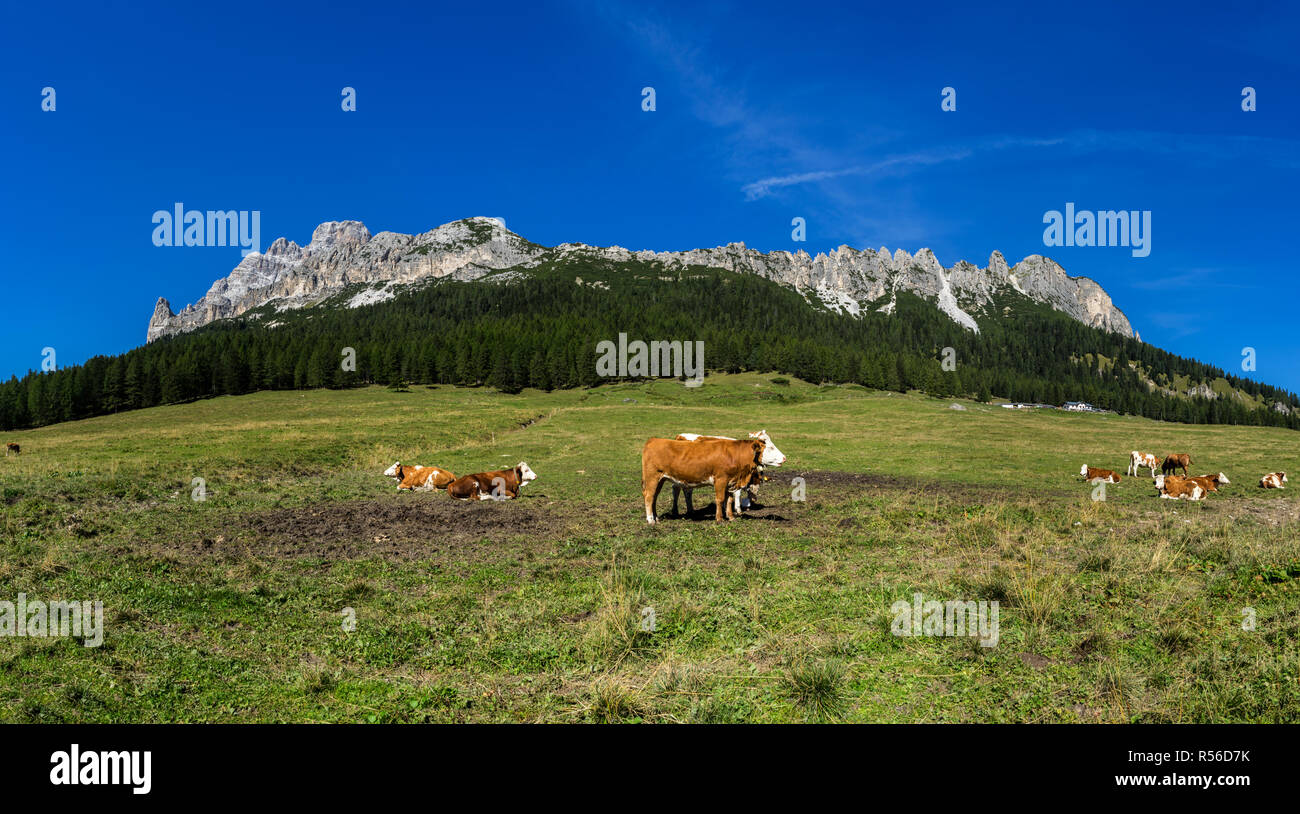Grasende Kühe auf einer Wiese in der Italienischen Alpen (Dolomiten). Stockfoto