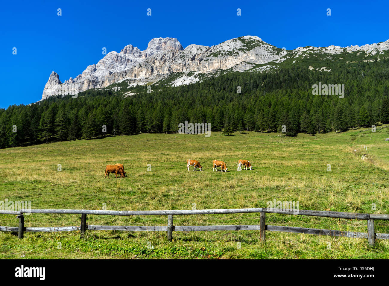 Grasende Kühe auf einer Wiese in der Italienischen Alpen (Dolomiten). Stockfoto