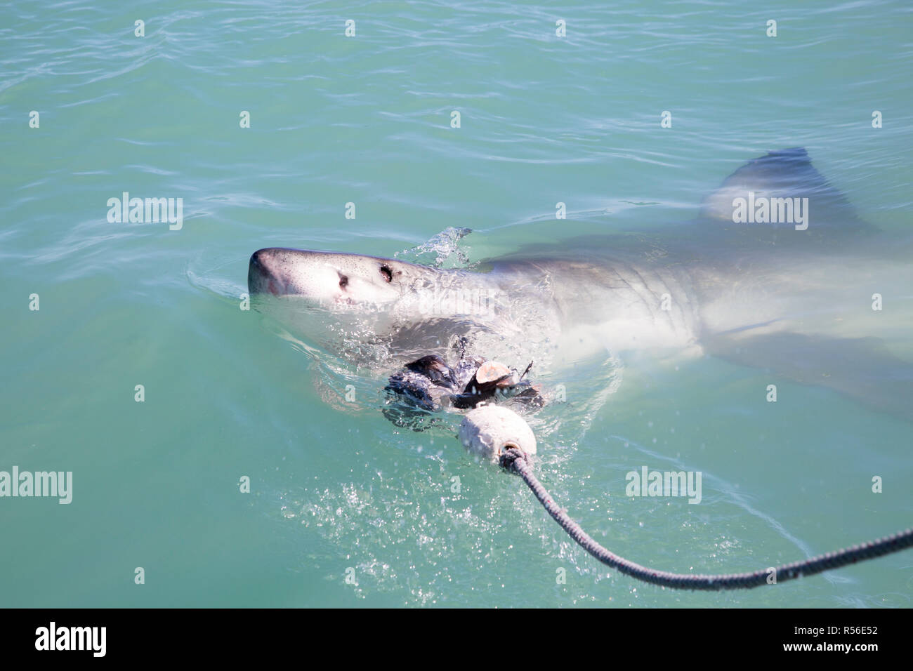 Großen Weißen Angriffe Köder Stockfoto