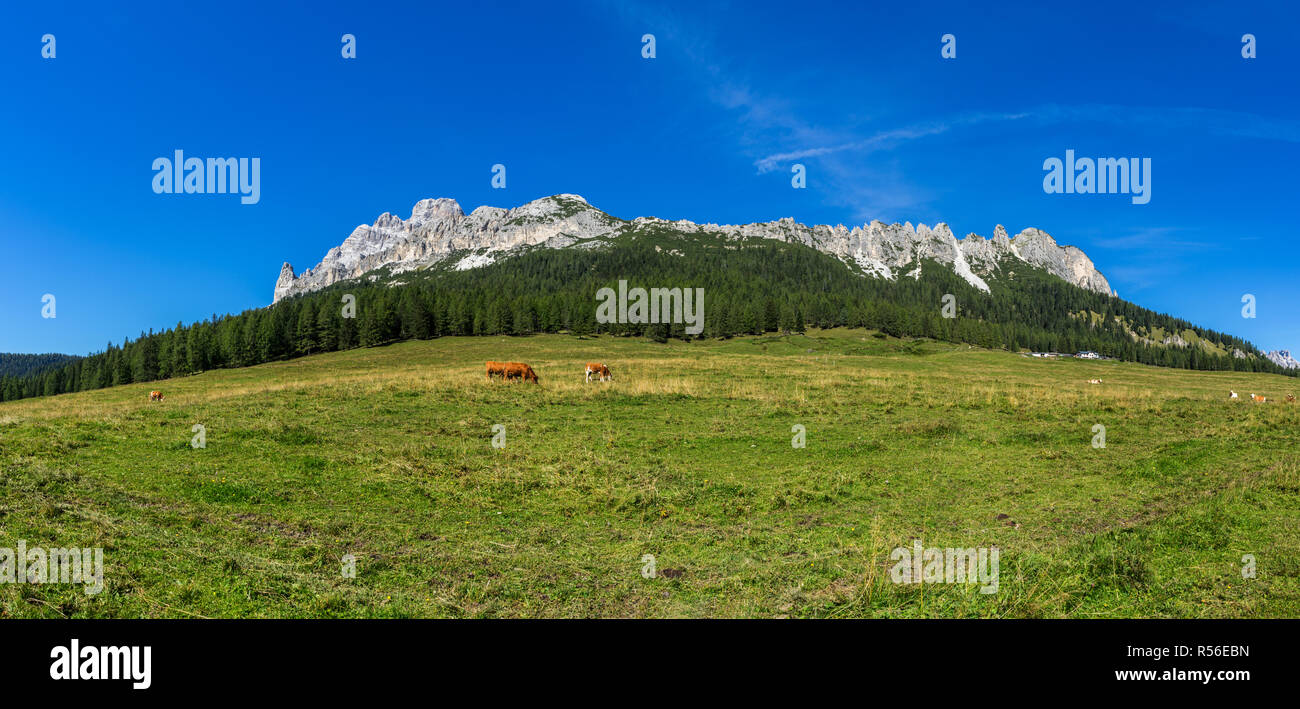 Grasende Kühe auf einer Wiese in der Italienischen Alpen (Dolomiten). Stockfoto