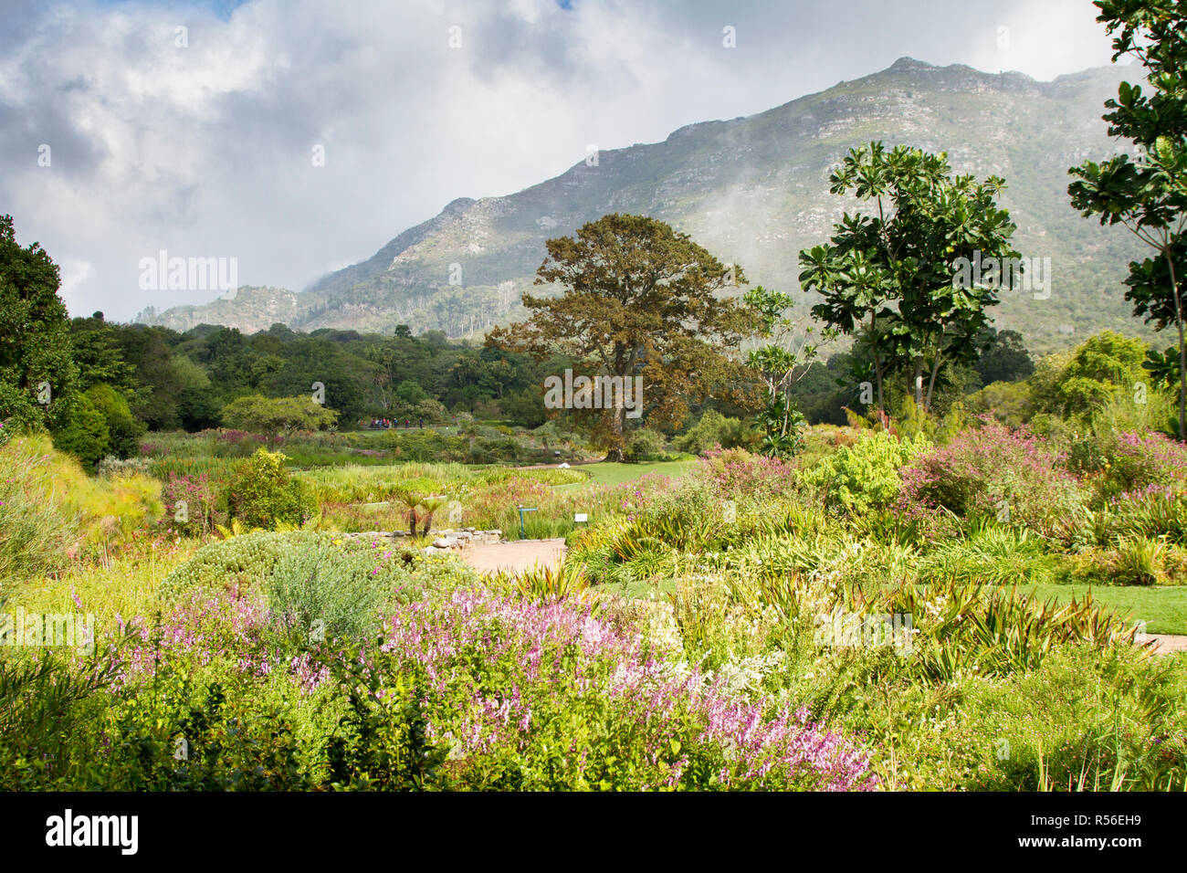 Die Aussicht von Kirstenbosch National Botanical Garden zu Tafelberg Stockfoto