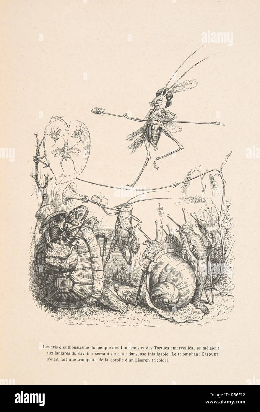 Les cris d'enthousiasme du Peuple des Limacons et des Tortues emerveilles, se melaient aux Fanfaren du Cavalier Knecht de cette danseuse infatigable, Le triomphant Criquet s'etait fait une trompette de la Corolle d'un liseron Tricolore. Anthropomorphe Bild einer Schildkröte und Schnecken ein Kricket auf einer High Wire. Peines de cÅ"ur d'une chatte Anglaise.-Guide-aÌ 'ne aÌ € l'usage des animaux qui veulent parvenir aux Honneurs. - Voyage d'un Lion d'Afrique aÌ € Paris. - Les Amours de deux beÌ'tes. In: Stahl (S. J.) pseud. SceÌ € nes de la vie priveÌe des animaux... EÌtudes de mÅ" urs Conte Stockfoto