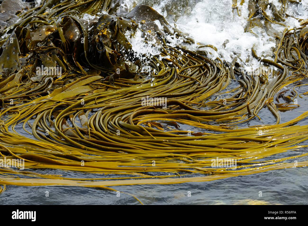 Alluvial Giant kelp (Macrocystis pyrifera), Pumillahue, Insel Chiloé, Chile Stockfoto