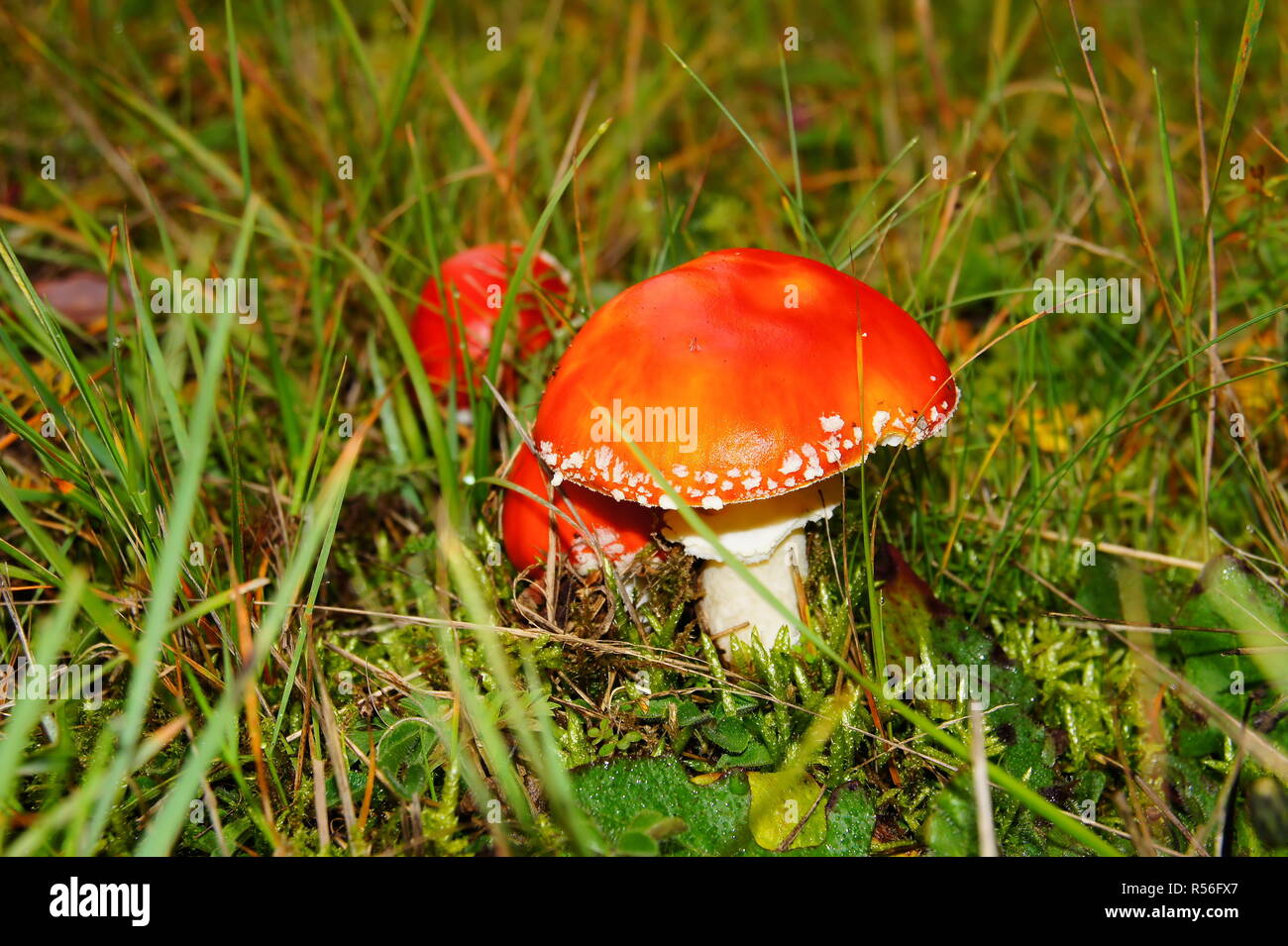 Roten Fliegenpilzen in Grün grassrnrn Stockfoto