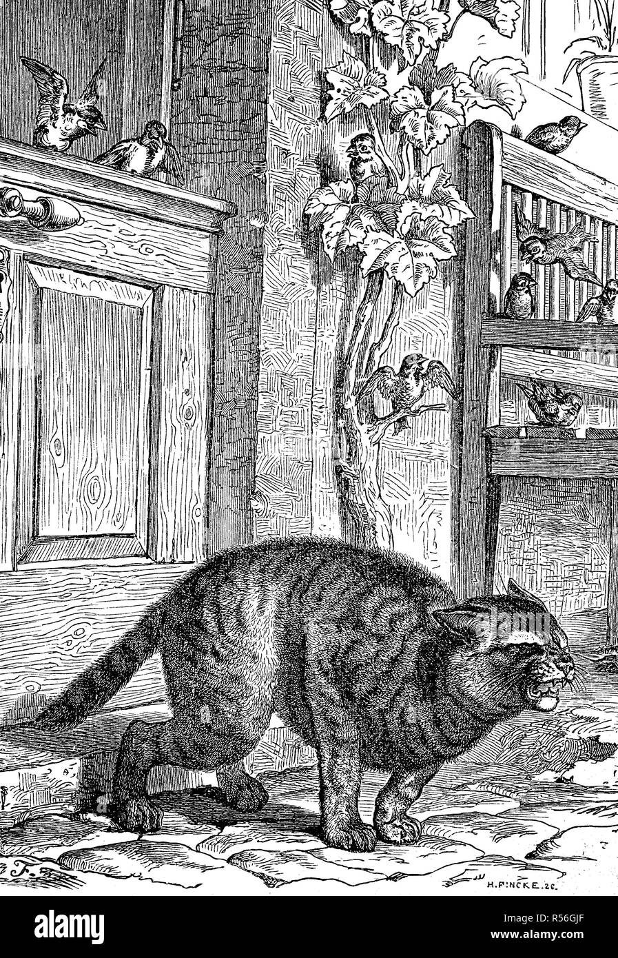 Katze hat den Schwanz in der Tür, 1878, Holzschnitt eingeklemmt, England Stockfoto