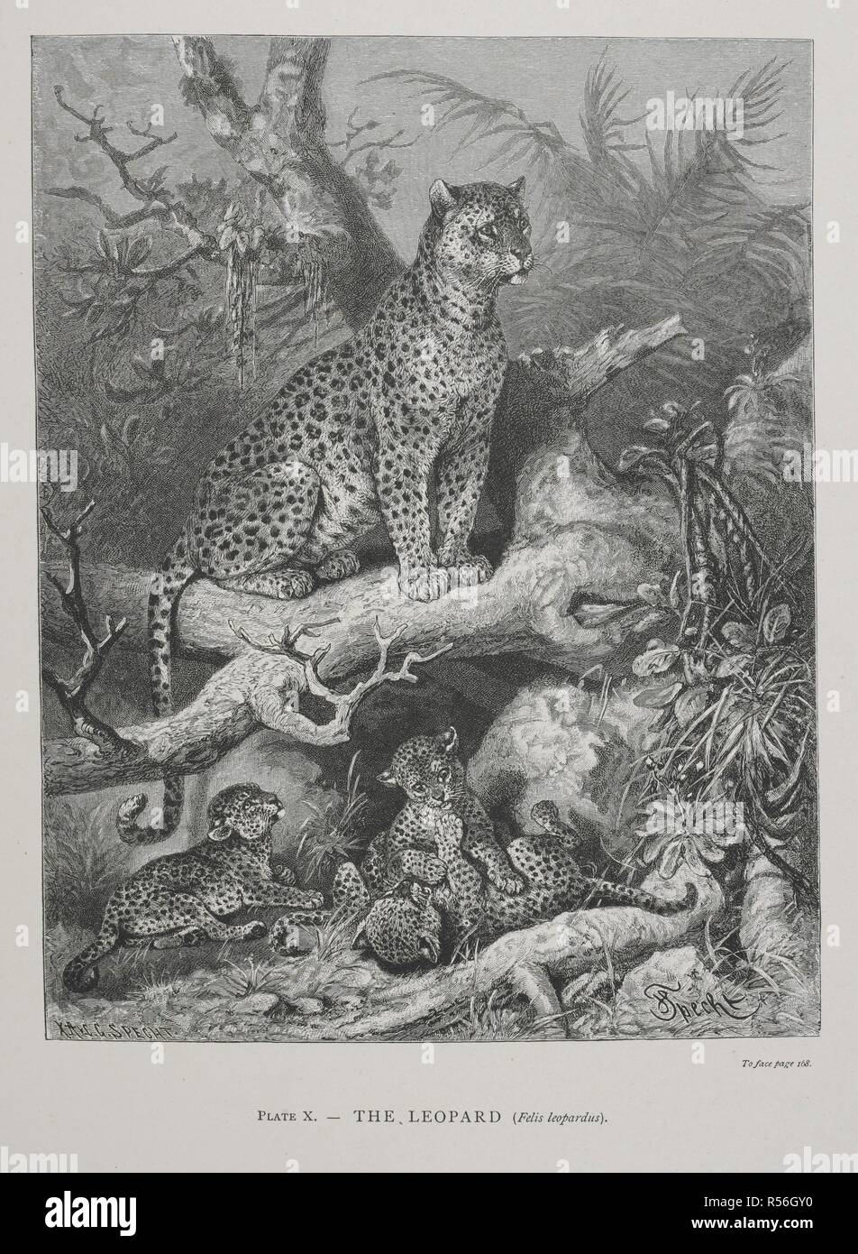 Der Leopard. Die geographische Verteilung der Tiere, mit einer Studie über die Beziehungen der Lebenden und ausgestorbenen Faunen, wie die Aufklärung der Vergangenheit Änderungen von der Oberfläche der Erde. ... . London, 1876. Quelle: 07209.dd.1 Platte X. Autor: Wallace, Alfred Russel. Stockfoto